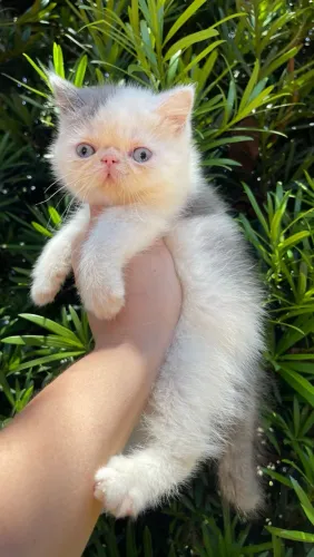 Exótico shorthair