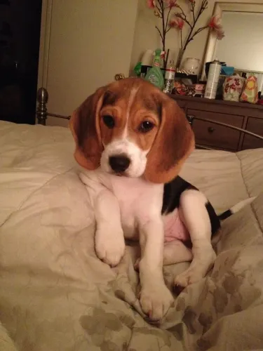 Filhotes De Beagle - Os Bebês Mais Fofos Do Mundo Canino Esperando Por Você 