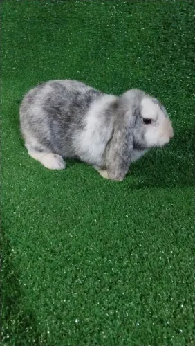 Coelhos mini lop