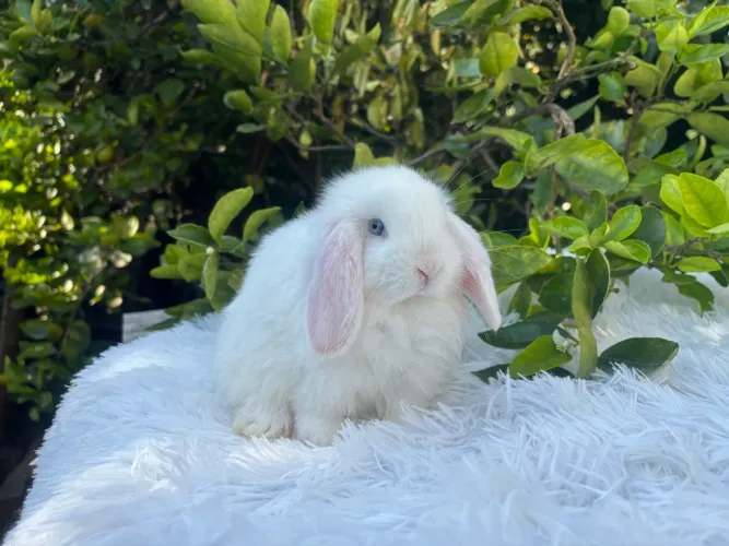Mini Lop Coelho Filhote