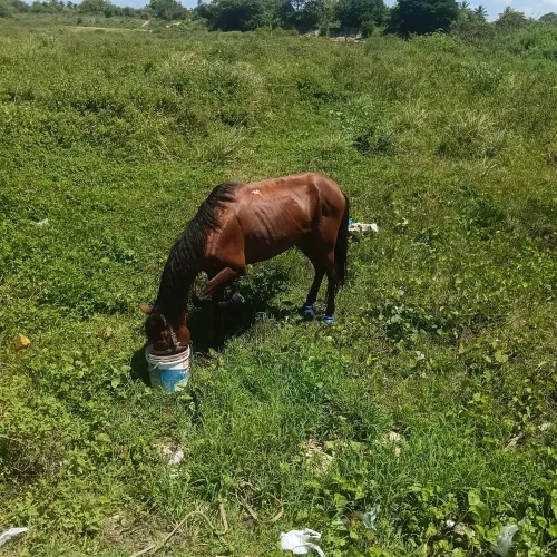 Cavalo bom não e velho cuida no q e bom