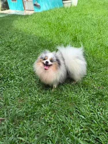 Spitz alemão luli da pomerânia macho merlle