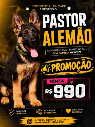 Pastor alemão