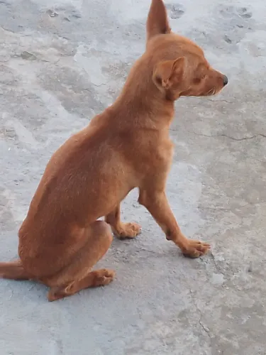 Cachorro pincher adulto 