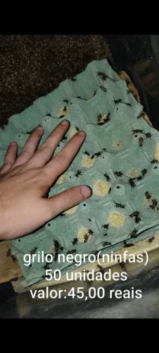 Grilo negro(ninfas)