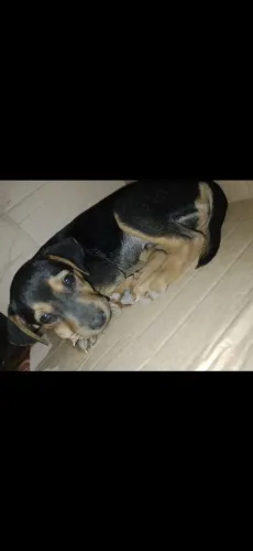 Doação de cachorro dócil 