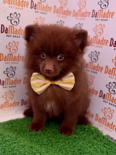 Spitz Alemão Macho 