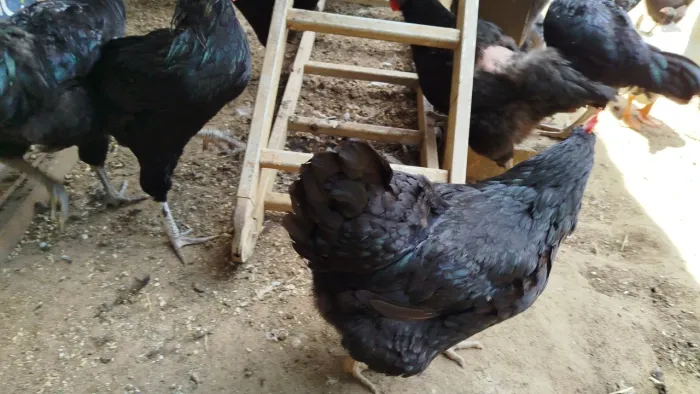 galinha Jersey gigante negra
