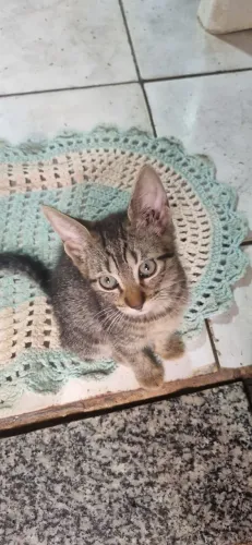 Gatinha fêmea 3 meses