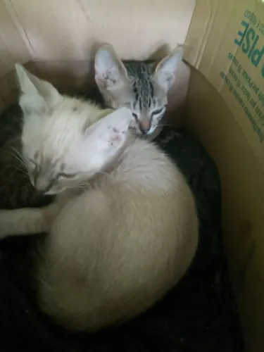 Vendo 3 gatinhos