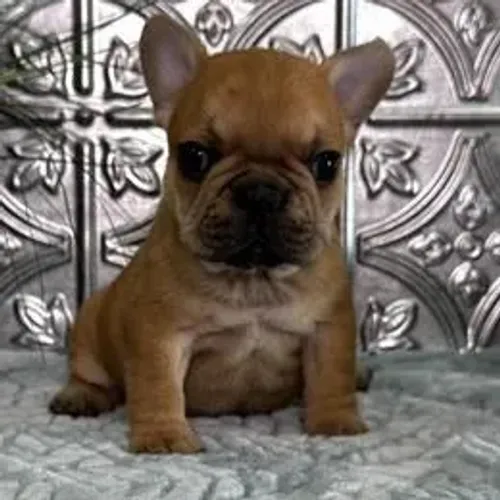 Bulldog Francês,Bulldog Francês Filhote Disponível Alta Qualidade