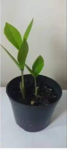 Mudas de zamioculca