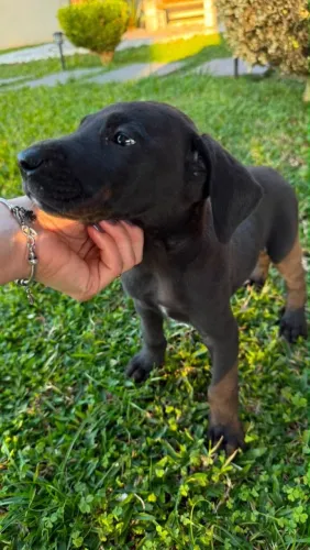 Dogue Alemão filhote