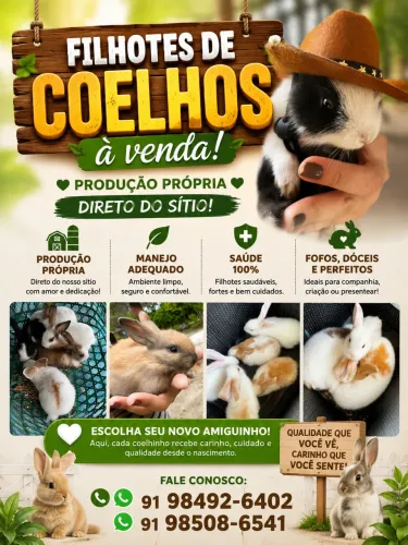 Coelhos Filhotes