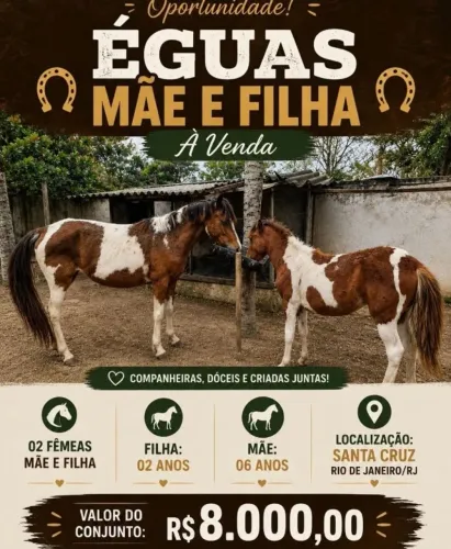 2 pura raça Pampa