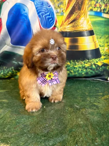 Lindos filhotes de shihtzu chocolate disponível