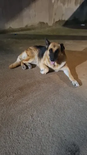 Cachorro