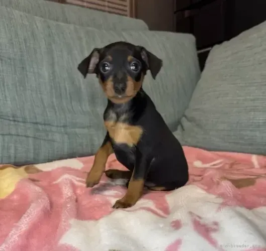 Filhote de cachorro Pinscher/Pincher dócil ativo saudável com saúde sp