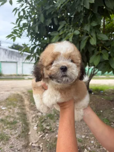 PROMOÇÃO LINDO filhote machinho shihtzu