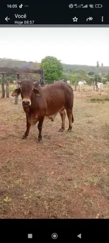 Bezerro sindi