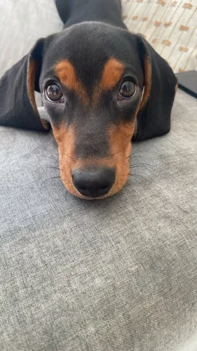 Dachshund pretinho com 5 meses 