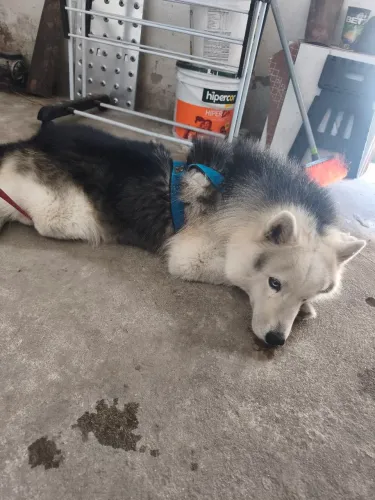 Doação de husky siberiano