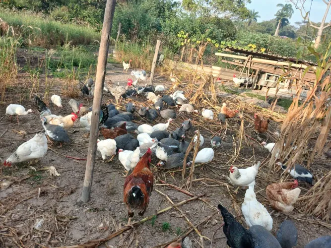 Galinha da angola 