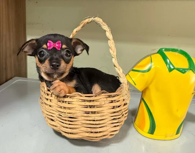 Vende se filhotes de pincher 0