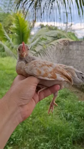 Mini garnizé