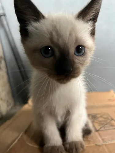 Doo filhotes de gatos