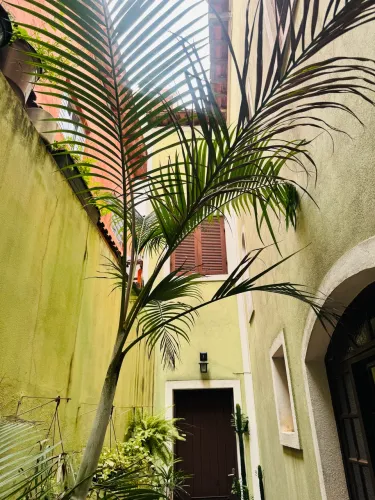 Palmeira para seu jardim com vaso 3 metros
