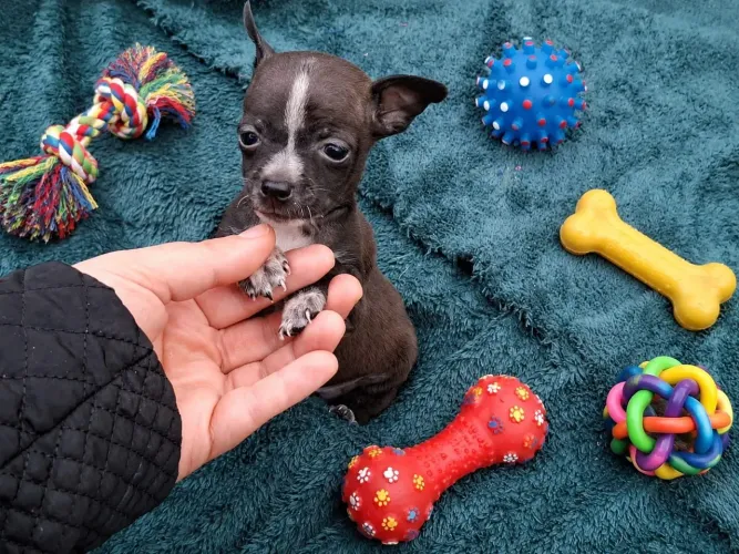 Pinscher zerinho machinho