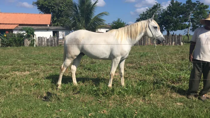 CAVALO À VENDA