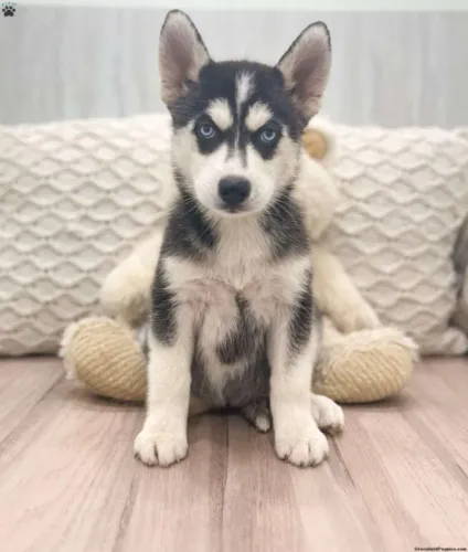 ?Filhotes de Husky prontos para novo lar?