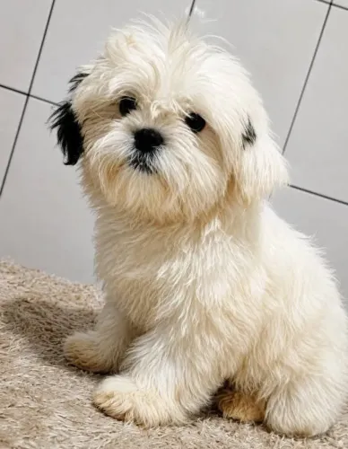 Shih Tzu Filhote (Lindíssimo)