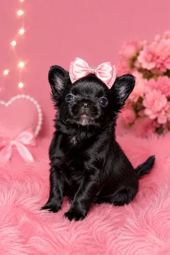 Chihuahua fêmea de pelo longo