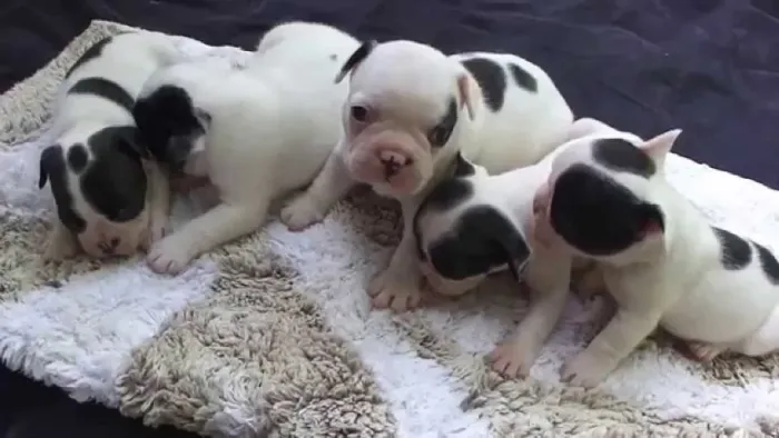 Venda de filhotes bulldog francês