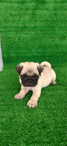 Filhote de Pug Macho