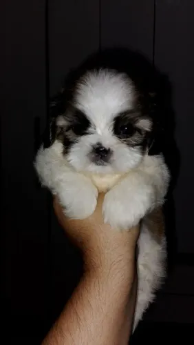 Shihtzu Fêmeas .