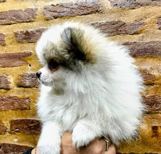 Lulu da Pomerânia Anão Ursinho de Elite com Pedigree