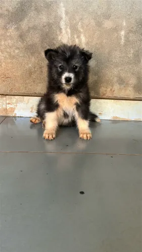 Cachorra filhote fêmea Husky Siberiano com Samoeida