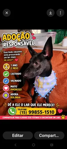 Cachorro pra doação responsável 