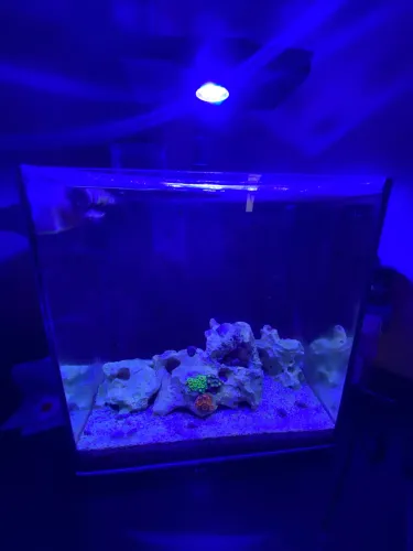Aquário marinho completo 60L com luminária LED + corais
