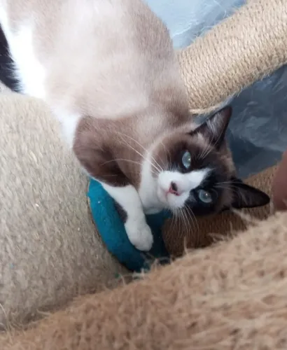ADOTE linda gata sialata castradinha 9 meses
