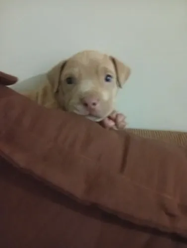Vendo pitmonster