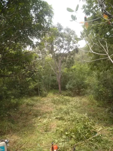 Fazenda 50 Hectares com água abundanten para café, eucalipto ou fruticultura.