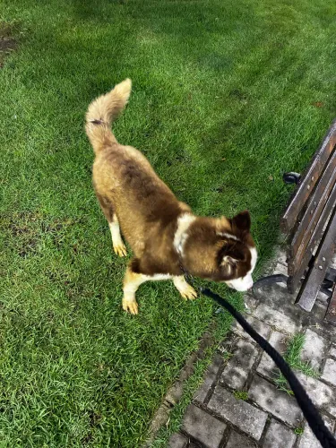 Husky siberiano