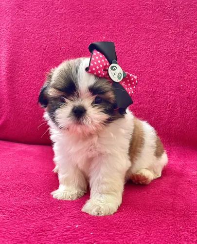 Shih-tzu filhote