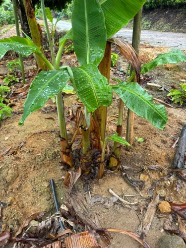 Mudas banana da terra