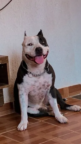Cachorro para doar